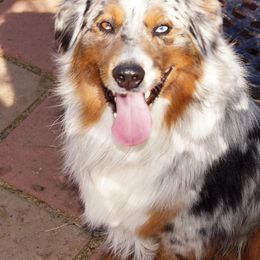 Miniature American Shepherd All Grown Up from Treasures Miniature American Shepherds