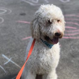 Gemma - Goldendoodle