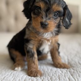 Lola - Merle female Cavapoo puppy in Beckley, West Virginia from By Design Doodles