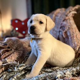 Arrow - Yellow male Labrador Retriever puppy in Sweet Home, Oregon from Knotty Creek Labradors