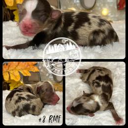 Australian Shepherd, Miniature American Shepherd, Miniature Australian Shepherd, and Toy Australian Shepherd Puppies from JKKJ Farms