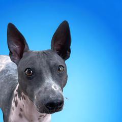 Arnie - American Hairless Terrier