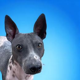 Arnie - American Hairless Terrier
