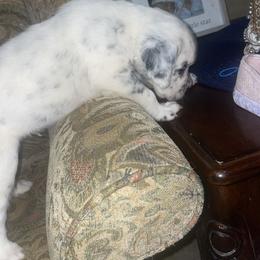 Dalmatian Puppies from Clarks 101 Dalmatians