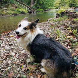 Wookie - Pembroke Welsh Corgi