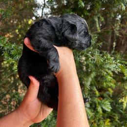 Red Collar - Black female Newfoundland puppy in New York from Johnson Farms