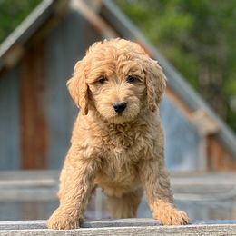 BEVERLY - Apricot Goldendoodle puppy in Lancaster, Minnesota from North Star Dog Training