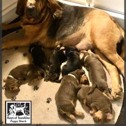 Girl 2 - Liver and tan female Bloodhound puppy in Pelahatchie, Mississippi from Rays Of Sunshine Bloodhounds