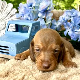 Chai AKC - Red female Dachshund puppy in Hendersonville, North Carolina from Snarky Doxy Miniature Dachshunds