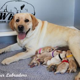 Labrador Retriever puppies from Günther Labradors