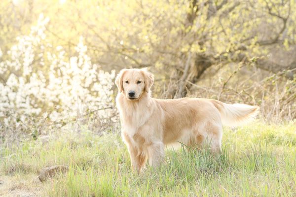 Golden Retriever stands in a field of grass