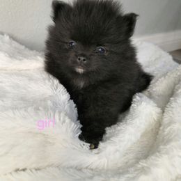 Girl 3 - Brindle female Pomeranian puppy in Victorville, California from Star Kid Poms