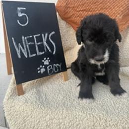 Blue - Black and white male Sheepadoodle puppy in Whittier, California from HOUSE OF DOODLES