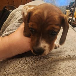 Oakley - Piebald female Dachshund puppy in Tifton, Georgia from Conger's Lil Smokies