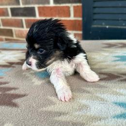 Pink Collar Girl Zinnia - Black and tan female Pembroke Welsh Corgi puppy in Paris, Kentucky from Flat Run Corgis