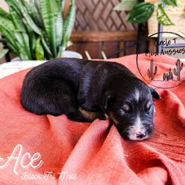 Ace - Black tri male Miniature Australian Shepherd puppy in Apache Junction, Arizona from Circle T Mini Aussies