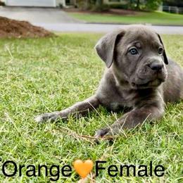 Orange collar, female - Gray brindle female Cane Corso puppy in Atlanta, Georgia from Cane Corso’s of Atlanta