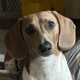 Kip - Dachshund