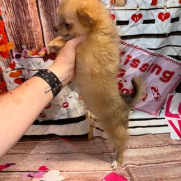6452 Tank - Chocolate blue male Chihuahua puppy in Palmyra, Indiana from Country Star Chihuahuas