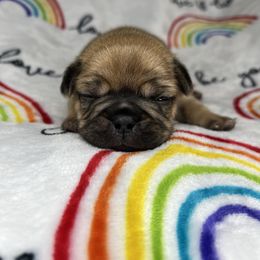 French Bulldog Puppies from Carter’s Kennel
