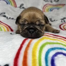 French Bulldog Puppies from Carter’s Kennel