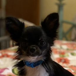 Kiko - Chihuahua