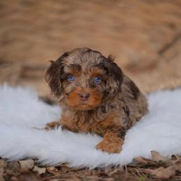 Australian Mountain Doodle, Bernedoodle, and Cavapoo Puppies from Cedar Wood Farms