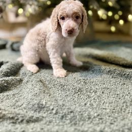 Light Blue - Parti male Poodle puppy in Vidor, Texas from East Bunch Poodles