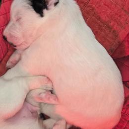Rollo - Black white male - White and black male Smooth Fox Terrier puppy in Lake City, Florida from Providence Kennels