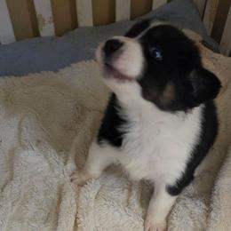 White collar- tri color - Black tri-color female Australian Shepherd puppy in Geneva, Florida from TGIF Doxies