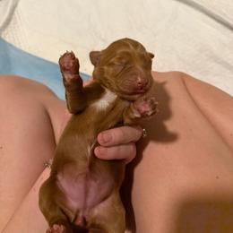 Girl 2 - female Goldendoodle puppy in Yukon, Oklahoma from Silver Barn Doodles
