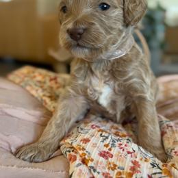 Vail - Red  female Goldendoodle puppy in Gilbert, Arizona from Sunny Doodles