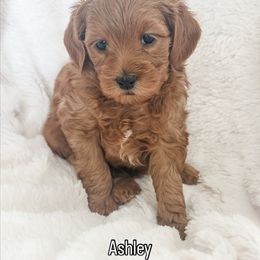Ashley - Red  female Goldendoodle puppy in Orem, Utah from Daphne's Dozen