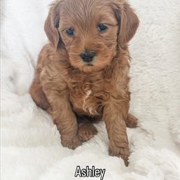 Ashley - Red  female Goldendoodle puppy in Orem, Utah from Daphne's Dozen