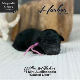 Harbor - Pink Collar - Black and white female Aussiedoodle puppy in Oxford, Alabama from Magnolia Grove Doodles
