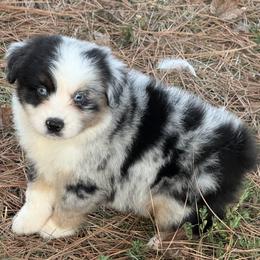 Houdini - Blue merle male Toy Australian Shepherd puppy in Leitchfield, Kentucky from Legendmaker MAS