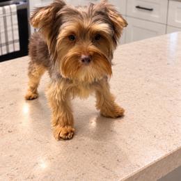 Yorkshire Terrier puppies from Everyonelovesyorkies