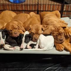 Dogue de Bordeaux and Whippet Puppies from Big and Little Wiggly Butts LLC