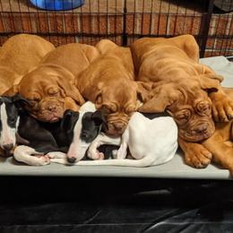 Dogue de Bordeaux and Whippet Puppies from Big and Little Wiggly Butts LLC