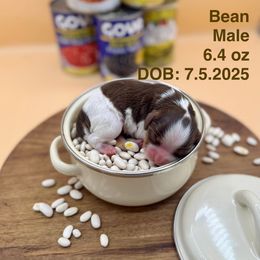 Boy 1 - Chocolate male Cavalier King Charles Spaniel puppy in Bainbridge, New York from M & M Cavaliers