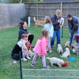 Golden Retriever Puppies from Sims Golden Retrievers