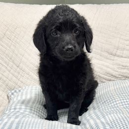Remy - Labradoodle puppy from Adonai Ra'ah Farms