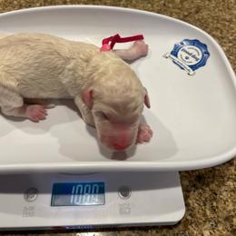 Precious - White female Poodle puppy in Mobile, Alabama from Semmy’s Standard Poodle LLC