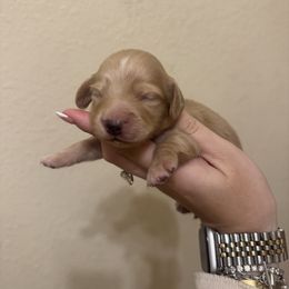 Boy 3 Blue Collar - Cream male Dachshund puppy in Grandview, Texas from LF & Co Dachshunds