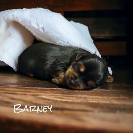 Yorkshire Terrier Puppies from Celestial Family Terriers (Yooper Yorkies)