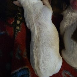 Boy 1 - White male Shih Tzu puppy in Rockmart, Georgia from Sonya Garrett