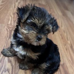 Yorkshire Terriers from Russell Puppies