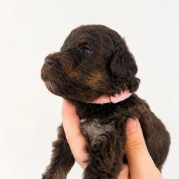 Eclair - Phantom female Poodle puppy in Grovetown, Georgia from PND Kennel