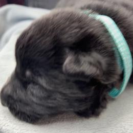 Boy 2 - Black male German Shepherd puppy in Sharon Grove, Kentucky from Julie’s Shepherds