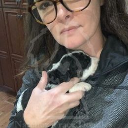 Bernedoodle Puppies from Natchez Trace Doodles